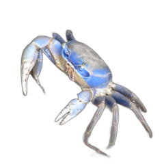 blue crab