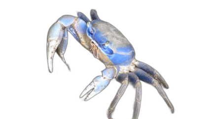 blue crab