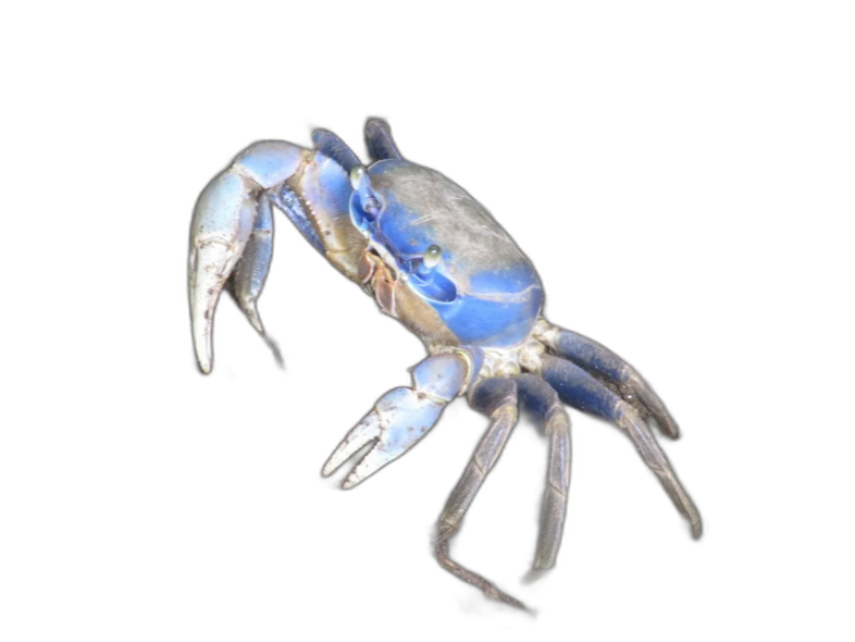 blue crab