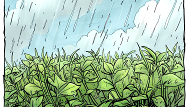 weeds and rain